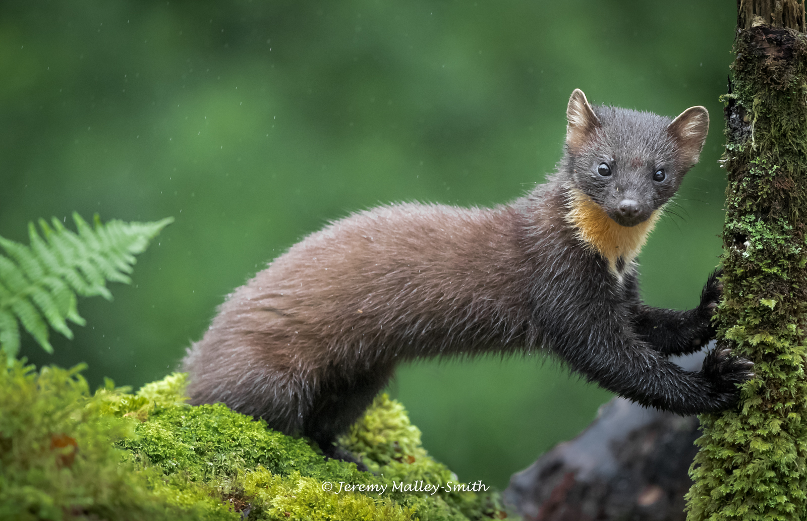 Pine Marten With Rain