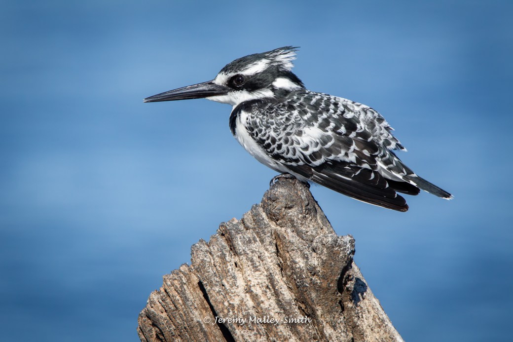Pied Kingfisher on Stump