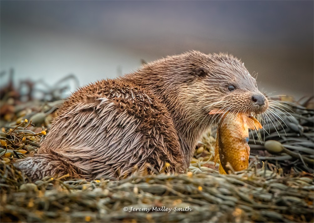 Otter with Ballen Wrasse