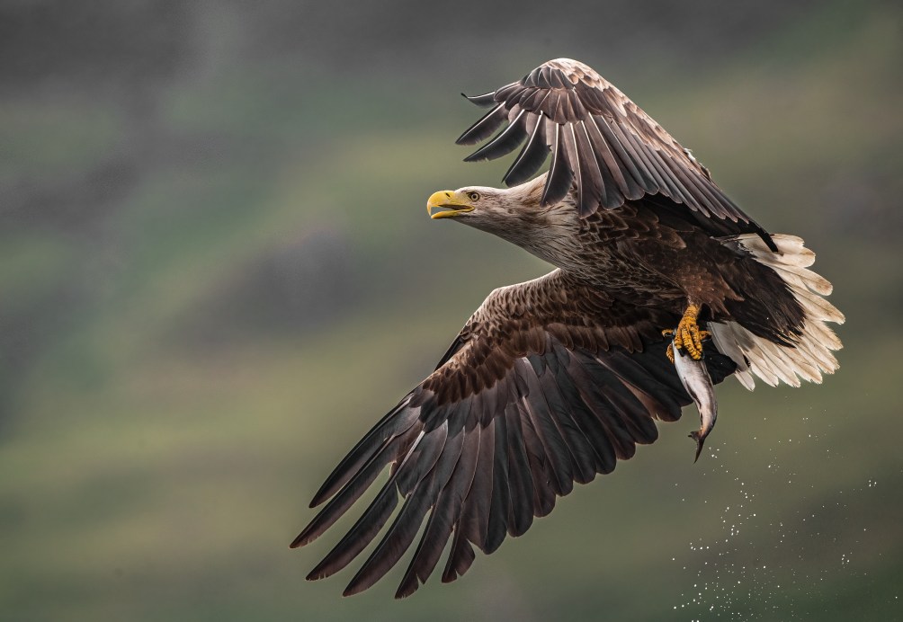 1DX2_20210610_6690-2-2