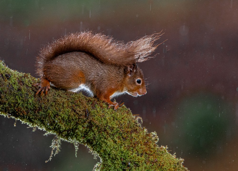 1DX2_20211125_7055-2